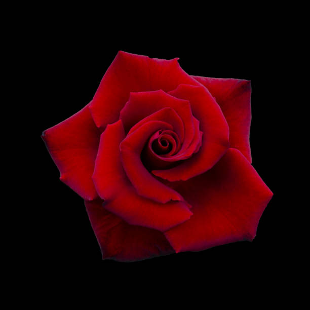 istock Dark red rose is on black background 2186828216