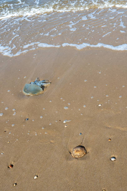 istock Jellyfish on the sandy beach 2186828432