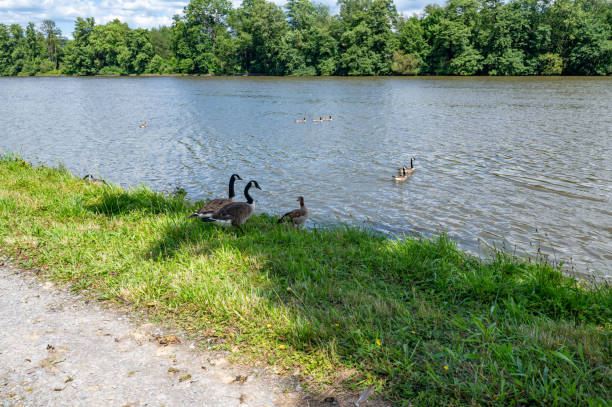 istock Some geese in nature on the river bank 2186830139