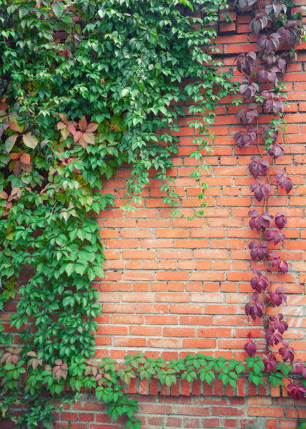 Red brick wall texture and green ivy leaves