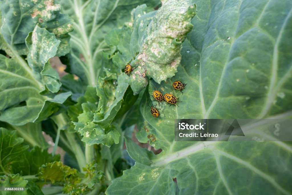 Cabbage Infested Insect Pest On Cabbages Stock Photo - Download Image Now - Epidemic ...