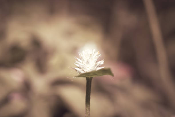 Documentation on various subjects using a macro lens.