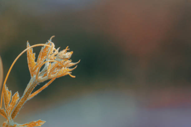 Documentation on various subjects using a macro lens.