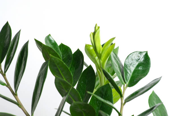 istock Close-up of green leaves with smooth textures. 2186831259