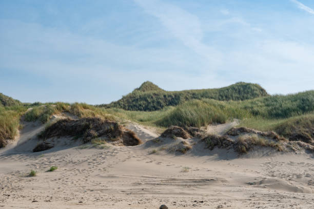 istock Dunes with beach grass on the North Sea coast 2186831468