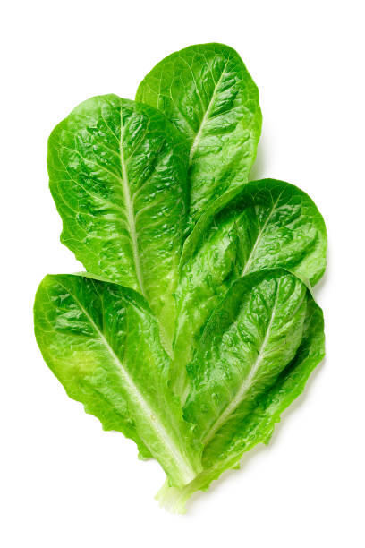 istock Romaine Lettuce leaves 2186831804