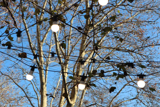istock Beautiful Decorative String Lights Gracefully Hanging from a Tree in the Evening Atmosphere 2186835781