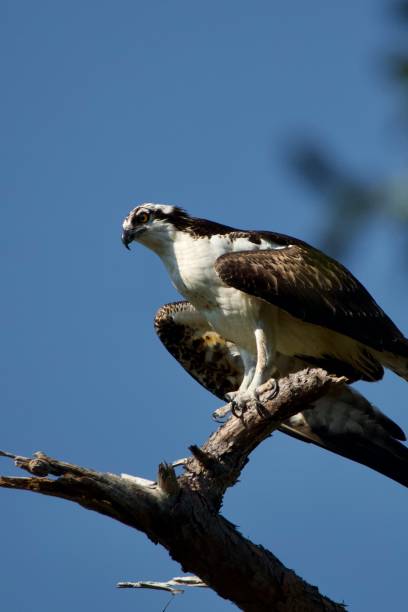 istock North American Osprey in autumn 2186836277