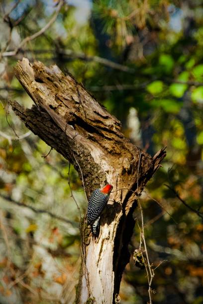 istock Red-bellied Woodpecker 2186836301