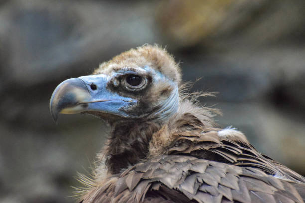 istock Vulture bird in Novosibirsk zoo 2186836305