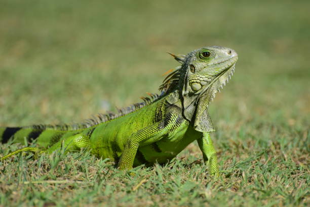 Green Iguana in Puerto Rico