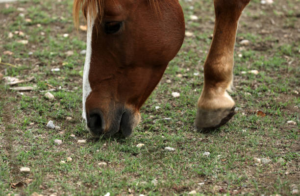 Horse grazing in a pasture