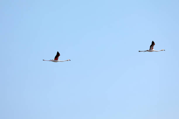Flamingos flying in the sky