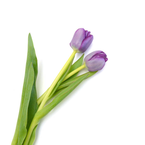 Colorful tulip flowers isolated on white