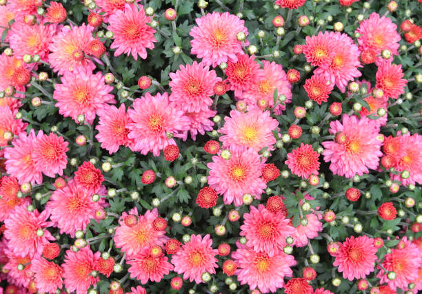 Seasonal pink mums on background