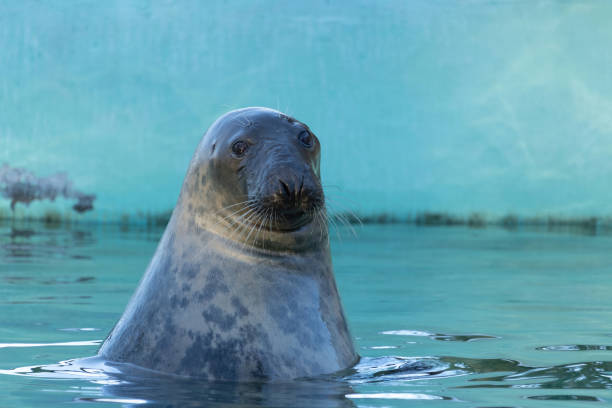 A sealion with giant whiskers