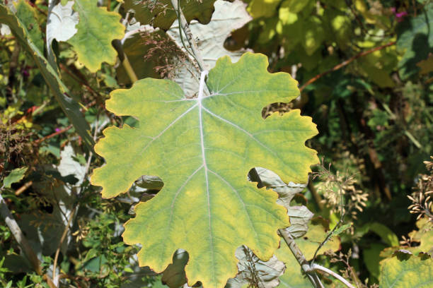 istock Plume poppy leaves in close up 2186842046