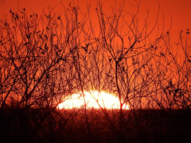 istock Sunset in the Florida Everglades 2186842547