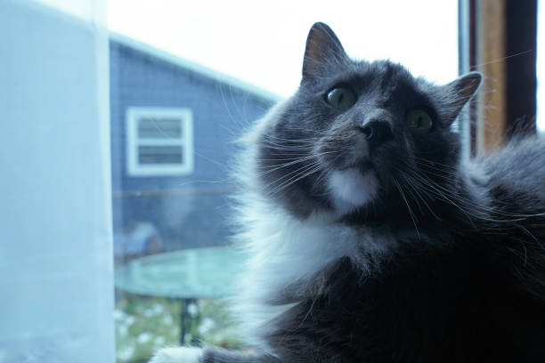 Long Haired Grey Cat Portrait