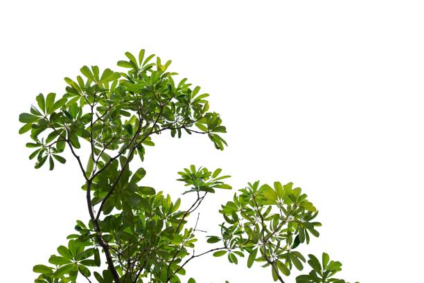 istock A tropical tree leaves with branches on white isolated background for green foliage backdrop 2186844956