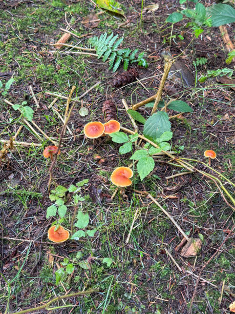 istock A large group of red mushrooms in a clearing in a mixed forest 2186845581