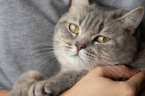 istock Close-up of a Relaxed Gray Tabby Cat Being Held Lovingly 2186846547