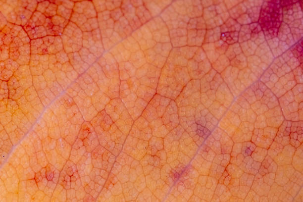 The image is of a leaf with a red and brown color. The leaf has a rough texture and he is dried out. Scene is somewhat sad and melancholic