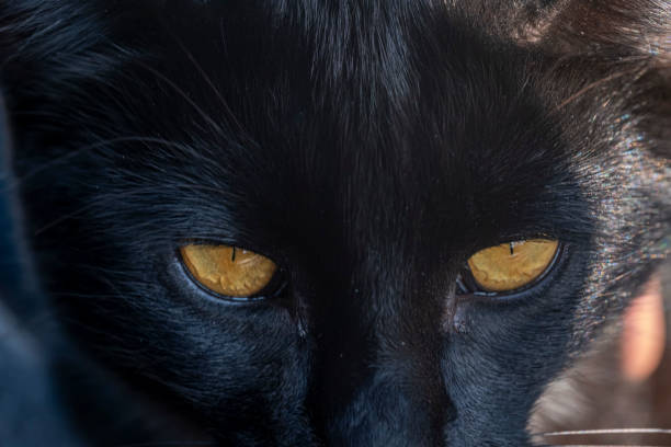 A black cat with yellow eyes is staring at the camera. The cat's eyes are large and bright, giving it a fierce and intense appearance. Concept of curiosity and alertness