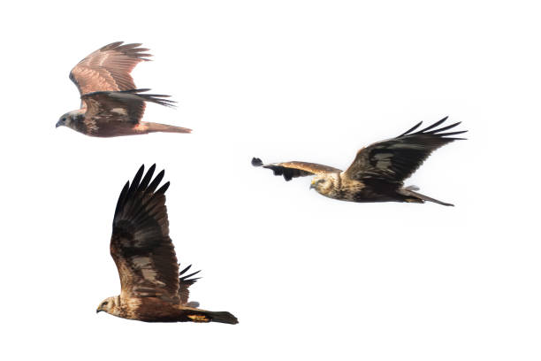 istock Eastern marsh harrier in flight isolated on a white background. 2186851116