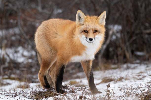istock Red fox hunting near Churchill 2186851140