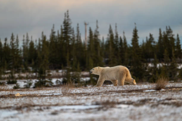 Polar bear walking through a snow covered field in October near Churchill, Manitoba