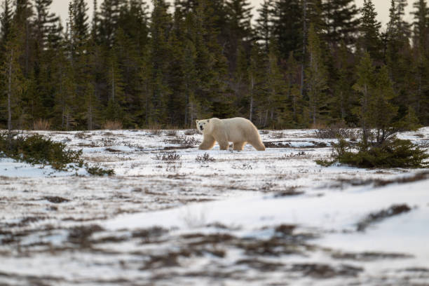 istock Polar bear walking through snow covered field 2186851143