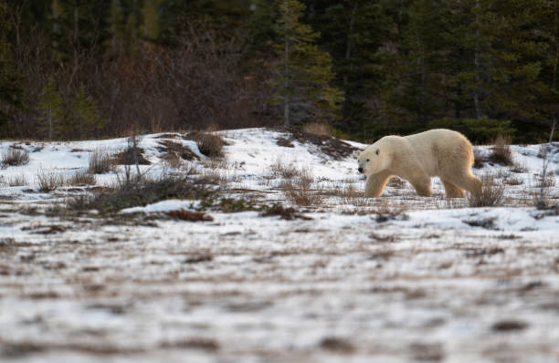 istock Polar bear walking through snow covered field 2186851152
