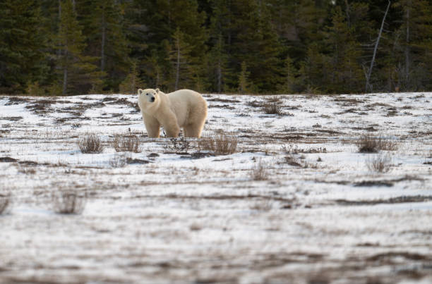 istock Polar bear walking through snow covered field 2186851171