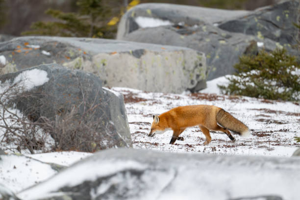 A red fox running along snow covered ground through a field of boulders near the shore of Hudson Bay not far from Churchill, Manitoba