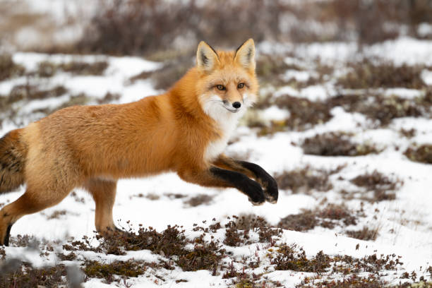 istock Red fox hunting near Churchill 2186851249