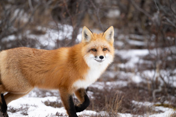 Red fox hunting near Churchill