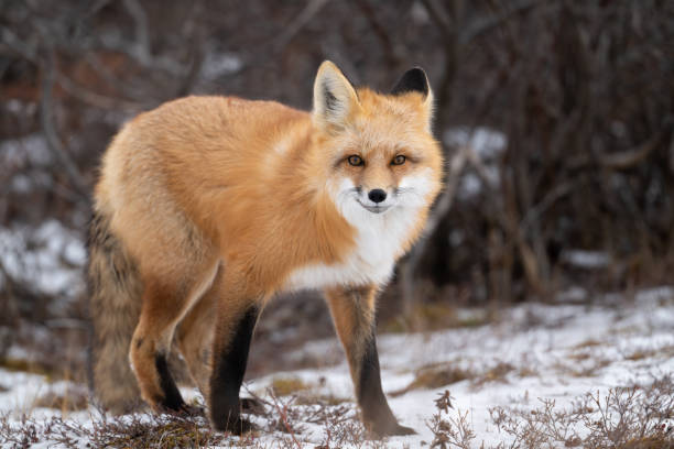 istock Red fox hunting near Churchill 2186851255