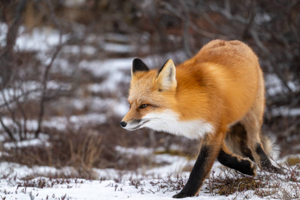 istock Red fox hunting near Churchill 2186851259