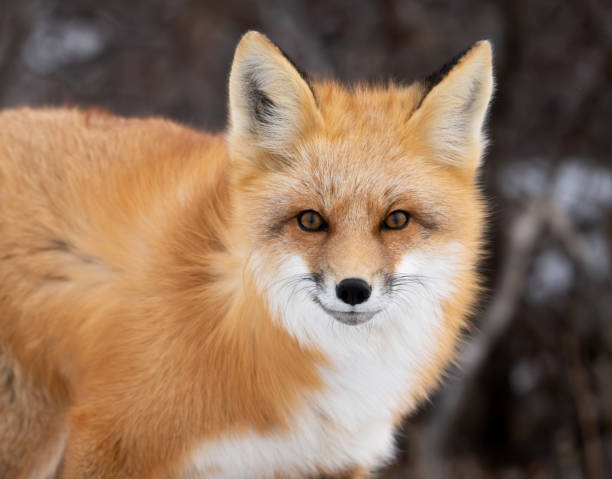istock Red fox hunting near Churchill 2186851260