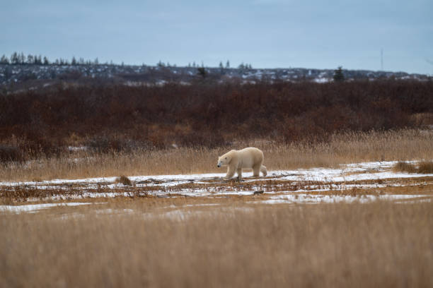 Polar bear making its way through high grass near Churchill, Manitoba