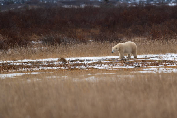 istock Polar bear making its way through high grass near Churchill, Manitoba 2186851271