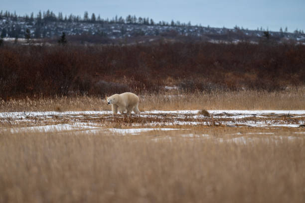 istock Polar bear making its way through high grass near Churchill, Manitoba 2186851275