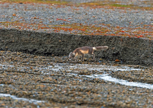 Vulpes vulpes. An urban red fox in Moscow, Russia.