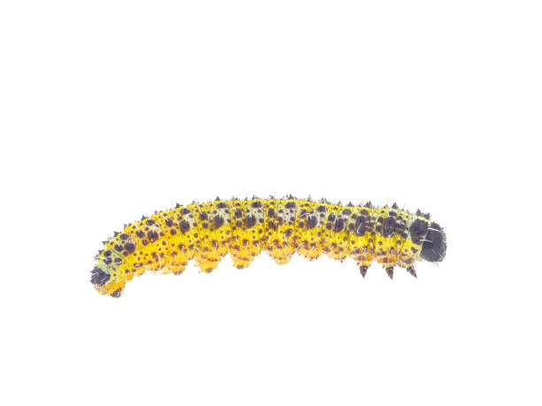 istock Large white caterpillar isolated on white background, Pieris brassicae 2186852859