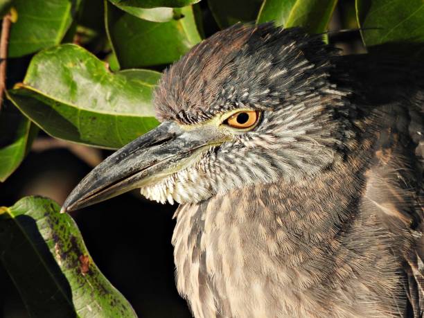 Yellow-Crowned Night-Heron, profile, portrait