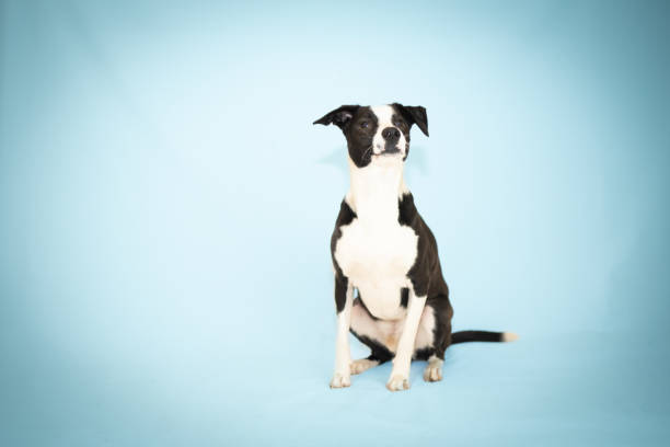 Curious young dog Jack Russell terrier, sitting isolated on white background