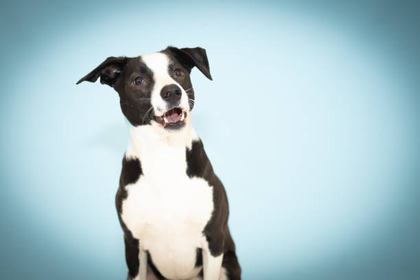 istock Playful Black and White Dog in a Studio Setting 2186856557