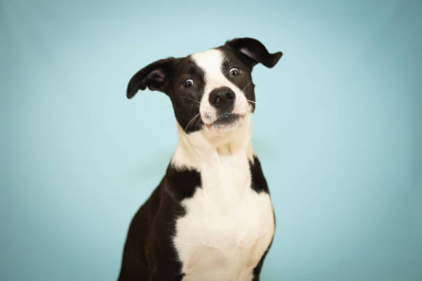 istock Playful Black and White Dog in a Studio Setting 2186856623