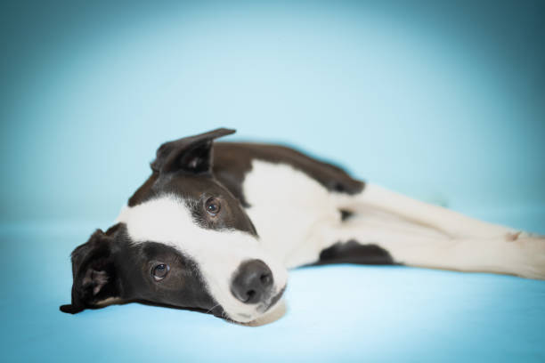 A series of portraits featuring a black and white dog with unique markings, set against a bright blue background. The images capture the dog's playful personality, curious expressions, and relaxed poses, offering a lighthearted and charming depiction of a domestic pet in a studio environment.